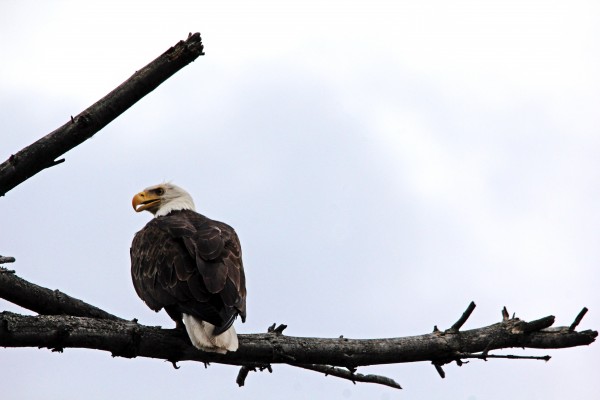 Eagle Eye by Deb Oppermann